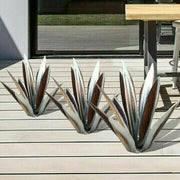 Shirem Anti-rust Metal Tequila Agave Plant