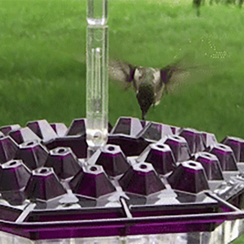 Solelylife Sweety Hummingbird Feeder